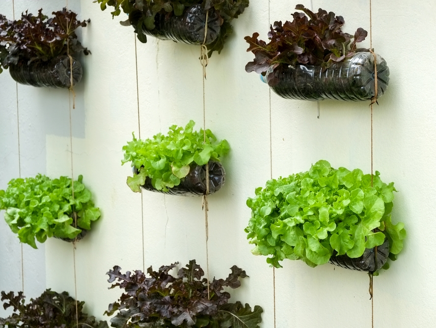 Container Gardening Tips
